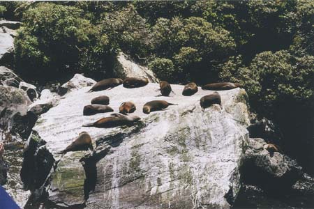 New Zealand Milford Sound Seals 2004